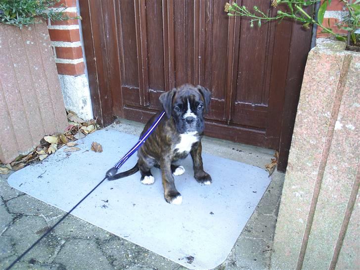 Boxer Faiby´s Laika billede 11