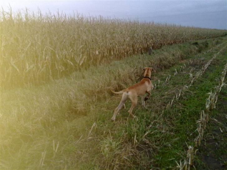 Grand danois Canto #solgt# - Billedet taget D 11/10-09. da fik han færten af en hare da han var med på jagt billede 10