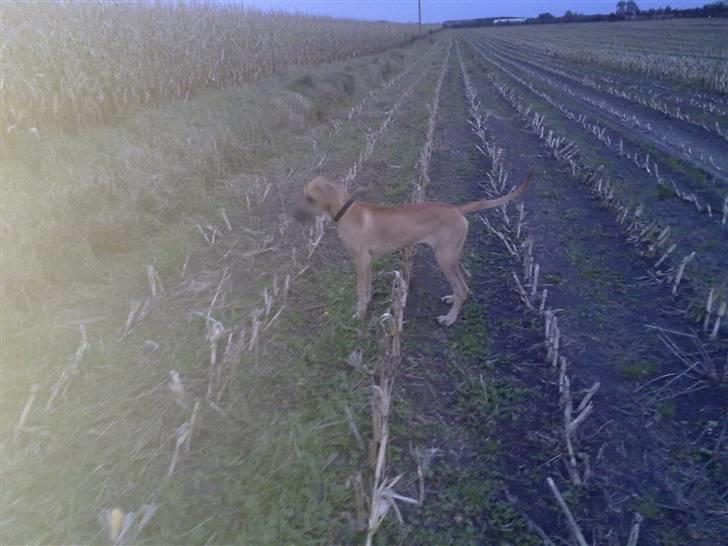 Grand danois Canto #solgt# - Billedet taget D 11/10-09 inden han var helt sikker på der var noget billede 11