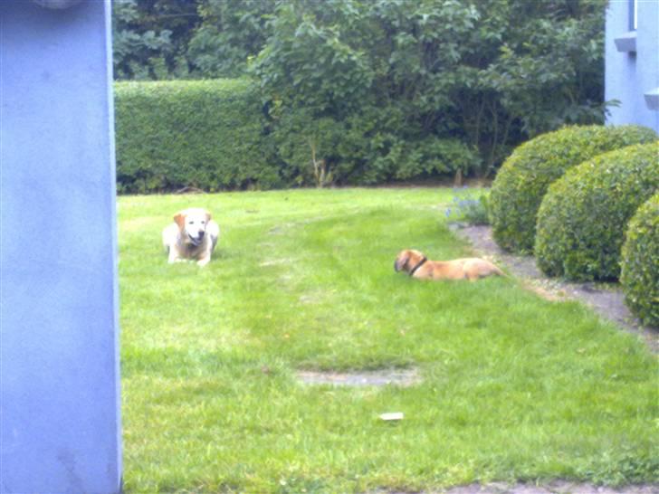 Grand danois Canto #solgt# billede 12