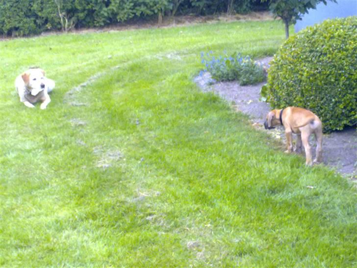 Grand danois Canto #solgt# billede 13