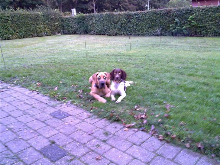 Grand danois Canto #solgt# billede 14