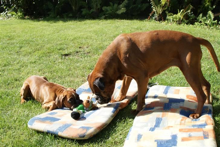 Boxer Verona ( Fie )  ( RIP 10. jan. 2011) billede 15