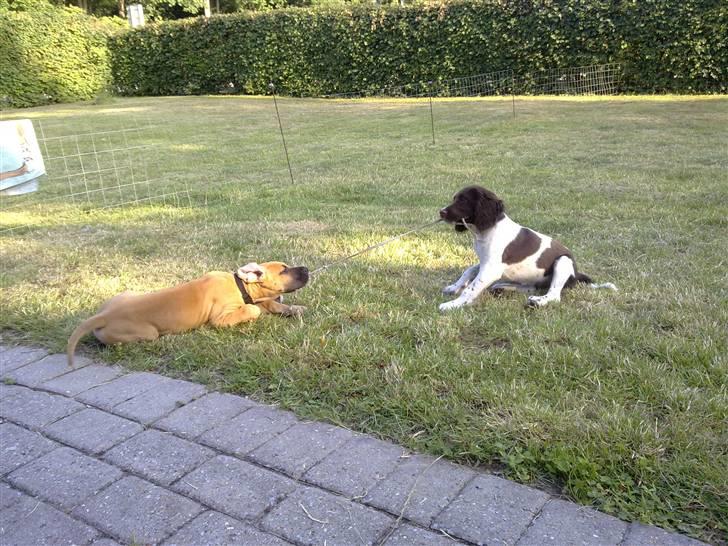 Grand danois Canto #solgt# billede 15