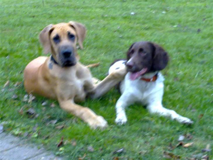 Grand danois Canto #solgt# billede 16