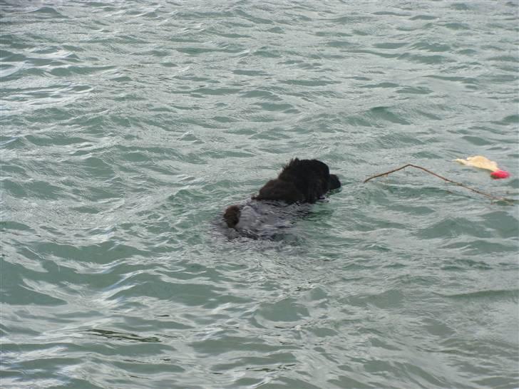 Newfoundlænder Tjalfe - Så er jeg i mit rette element og der er en kylling der er i fare billede 3