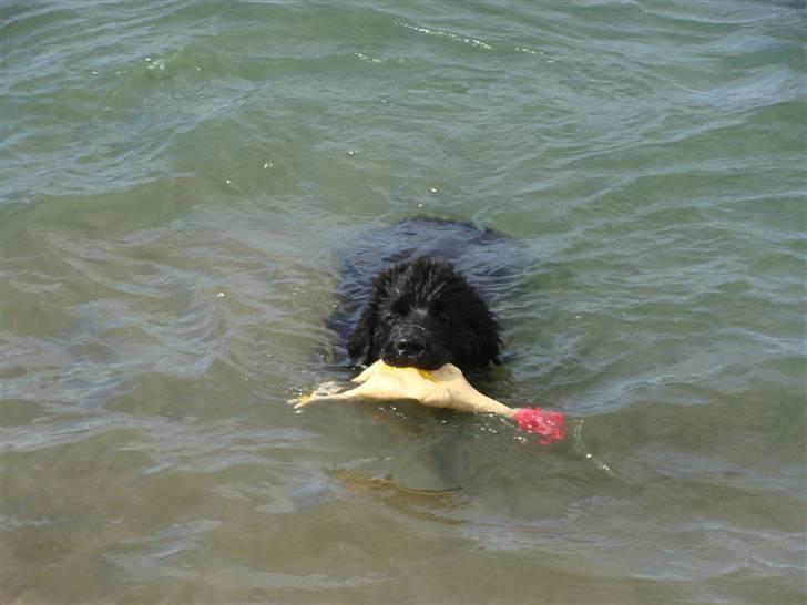 Newfoundlænder Tjalfe - Så må jeg heller få den lille kylling med ind på land billede 4