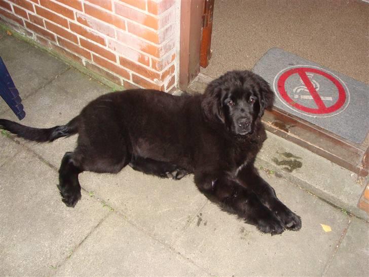 Newfoundlænder Tjalfe - Jeg tager mig lige en lille lur billede 5