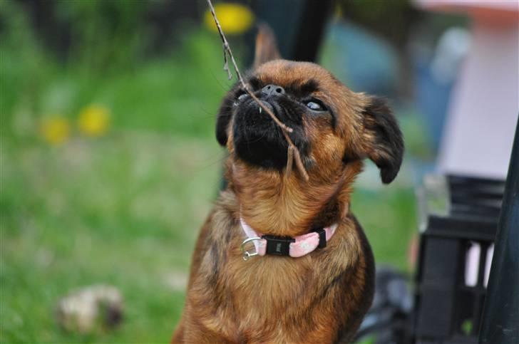 Griffon petit brabancon Chili billede 2