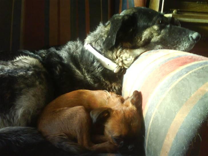 Griffon petit brabancon Chili billede 4