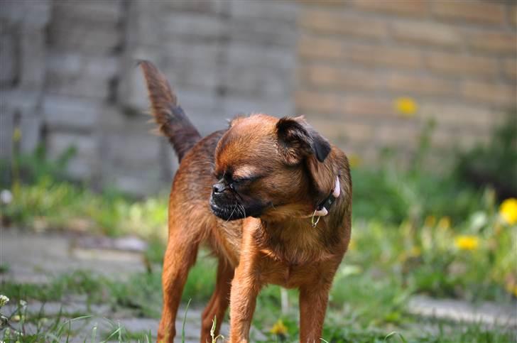 Griffon petit brabancon Chili billede 3