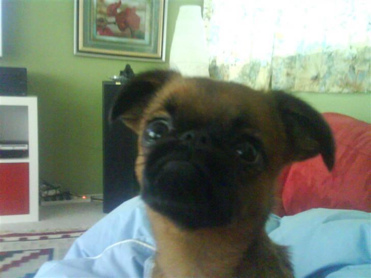 Griffon petit brabancon Chili billede 20