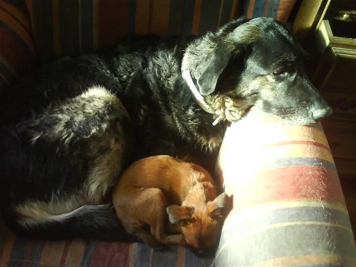 Blanding af racer Milan billede 12