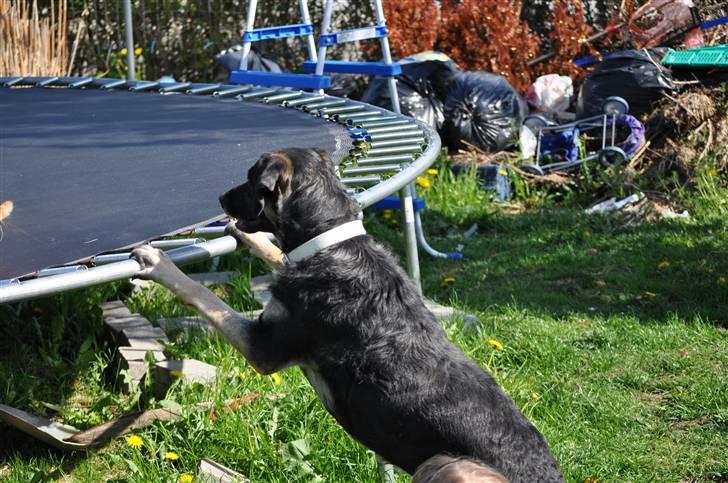 Blanding af racer Milan billede 13