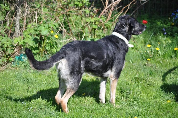 Blanding af racer Milan billede 14