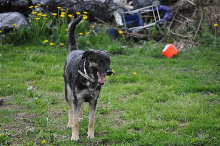 Blanding af racer Milan billede 15