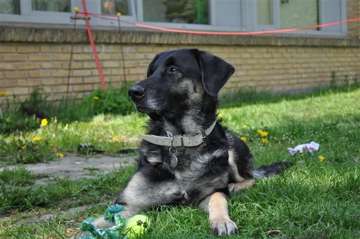 Blanding af racer Milan billede 16