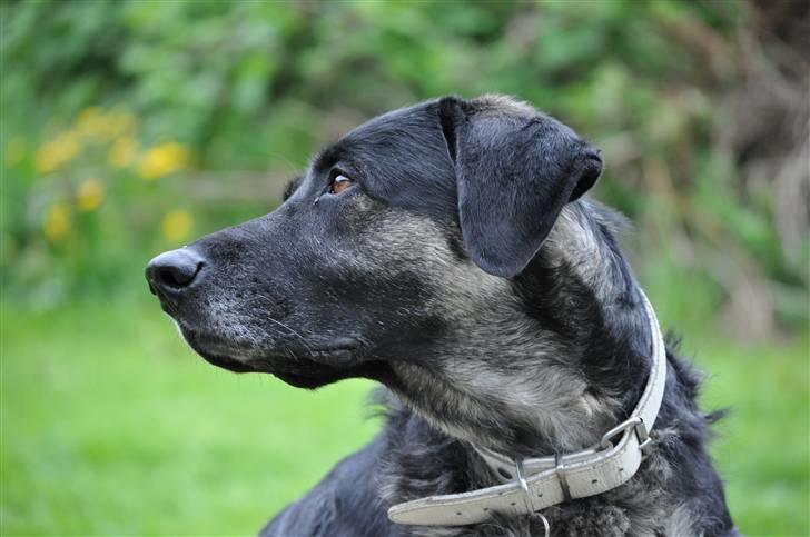 Blanding af racer Milan billede 17