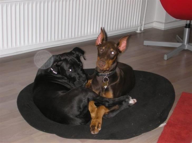 Blanding af racer Cali - Himmelhund - bedste veninder billede 17