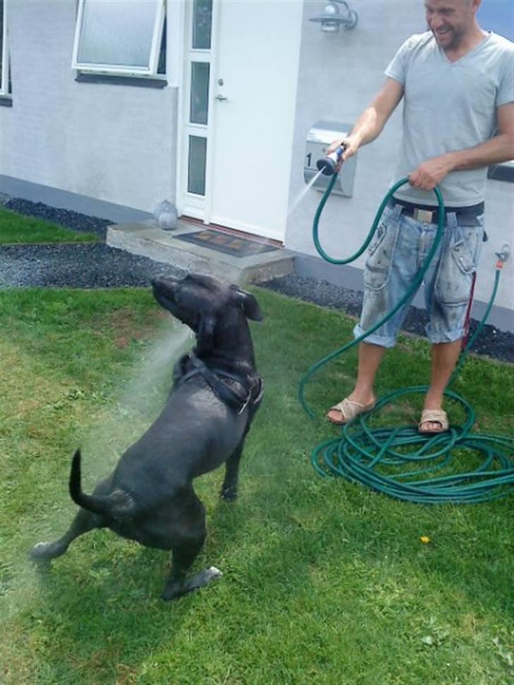 Blanding af racer Cali - Himmelhund - elsker vand :D billede 18