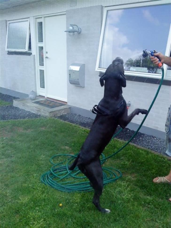 Blanding af racer Cali - Himmelhund - elsker vand billede 19