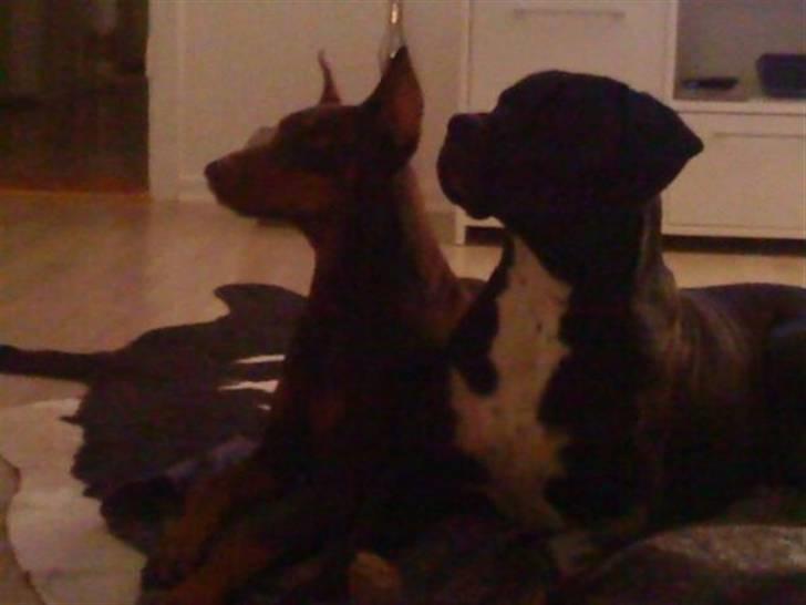 Blanding af racer Cali - Himmelhund - jeg elsker det her billede <3 de to bedste veninder i hele verden billede 20