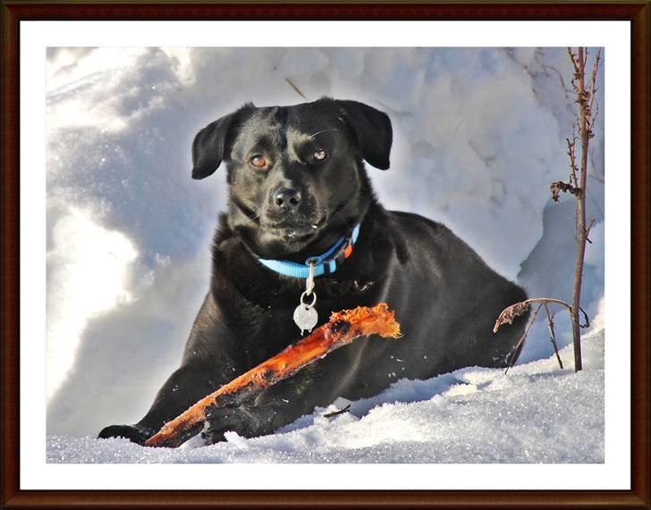 Blanding af racer Tyson - på stranden d 03-01-2011 billede 2