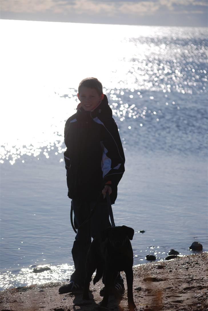 Blanding af racer Tyson billede 3