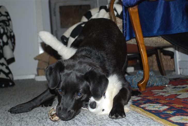 Blanding af racer Tyson - 24/12-2009.. Tyson og Fnug billede 4