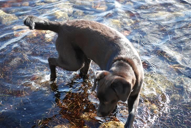 Blanding af racer Tyson billede 5