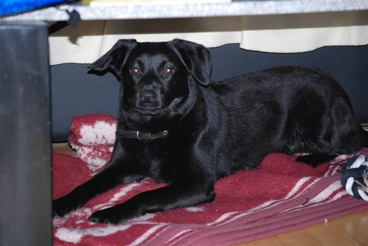 Blanding af racer Tyson - 24/11-2009 billede 6