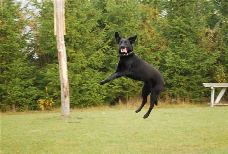 Blanding af racer Tyson - 24/10-2009 billede 7