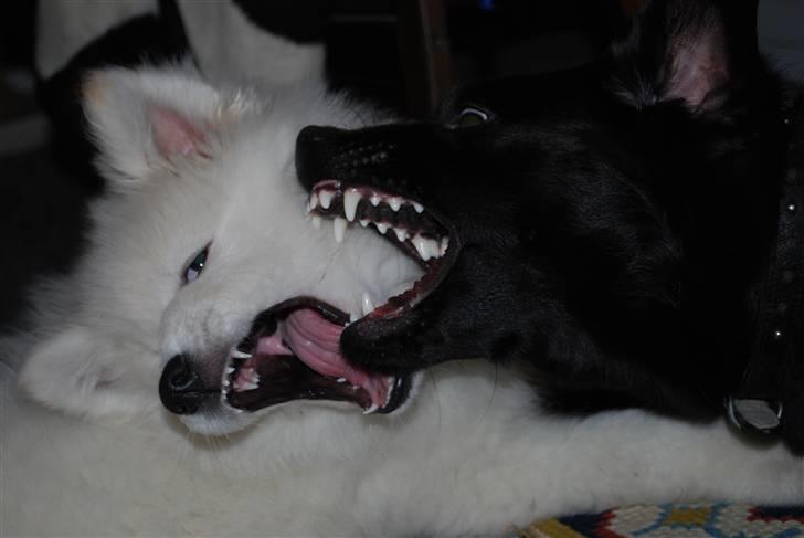 Blanding af racer Tyson - 24/12-2009.. Tyson og Fnug billede 8