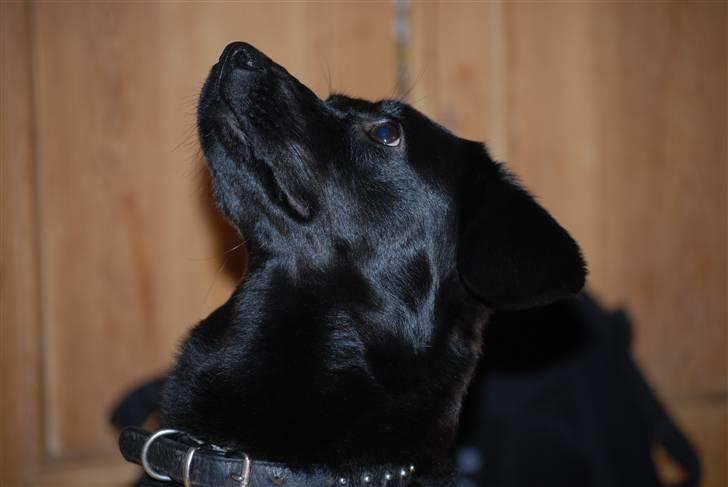 Blanding af racer Tyson - 24/11-2009 billede 9