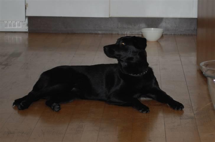 Blanding af racer Tyson billede 10