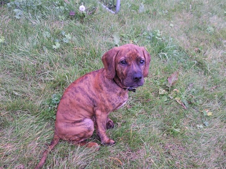 Blanding af racer Bella - Bortadopteret billede 14