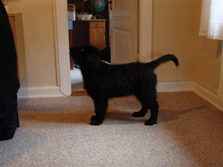 Newfoundlænder Tjalfe - Jeg skal nok stå pænt når du siger det. billede 6