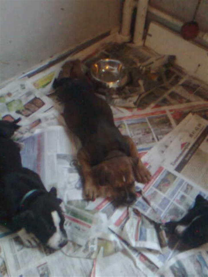 Blanding af racer spike billede 14