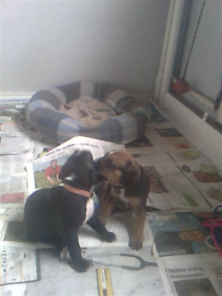 Blanding af racer spike billede 15