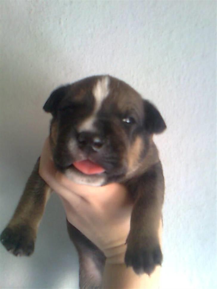 Blanding af racer spike billede 16