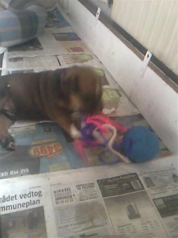 Blanding af racer spike billede 17