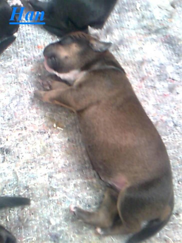 Blanding af racer spike billede 18