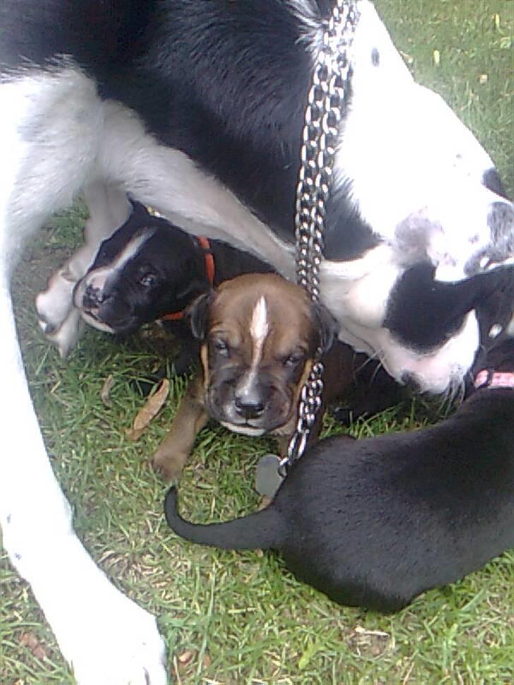 Blanding af racer spike - her er spike med sin "moar"  Donna... hehe billede 19