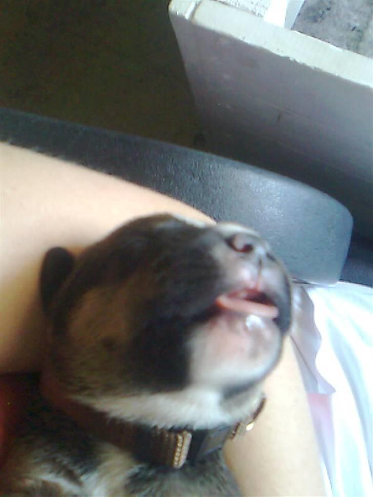 Blanding af racer spike billede 20