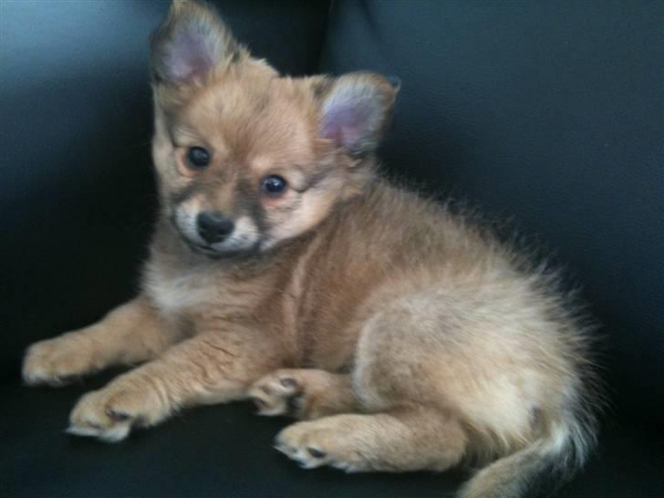 Blanding af racer Chili <3 billede 1