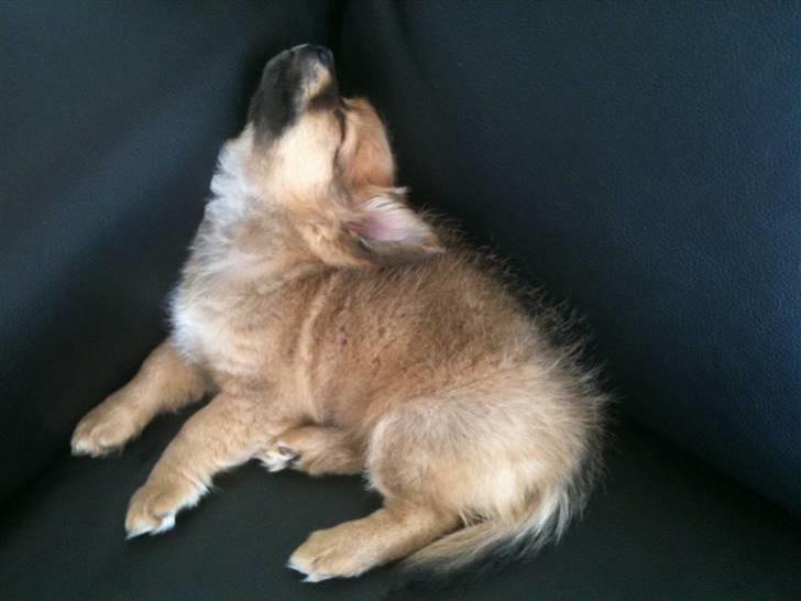 Blanding af racer Chili <3 billede 2