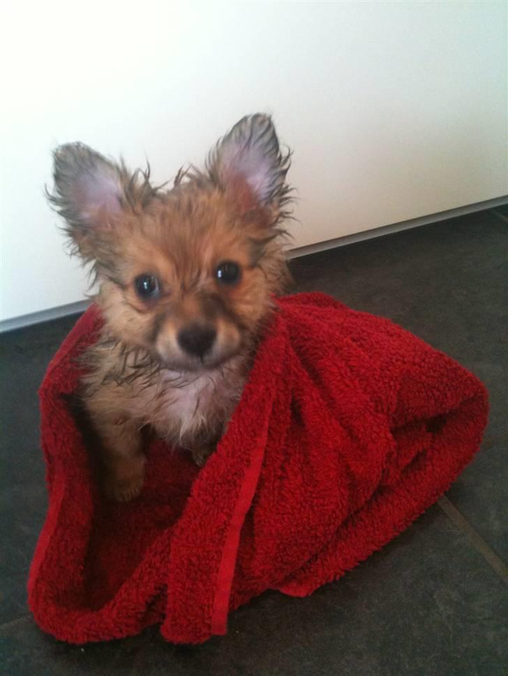 Blanding af racer Chili <3 - Mit første bad.. Puha ad ad.. :S billede 3