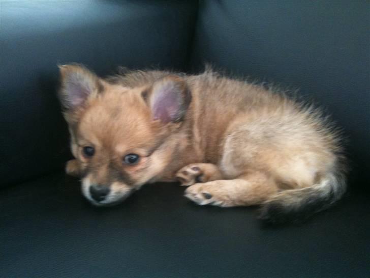 Blanding af racer Chili <3 billede 4