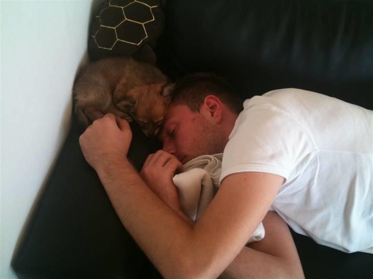 Blanding af racer Chili <3 - Mig og far sover lidt på sofaen..  billede 5