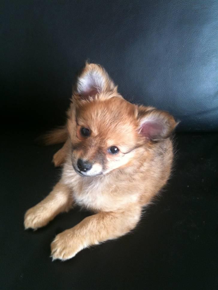 Blanding af racer Chili <3 billede 6